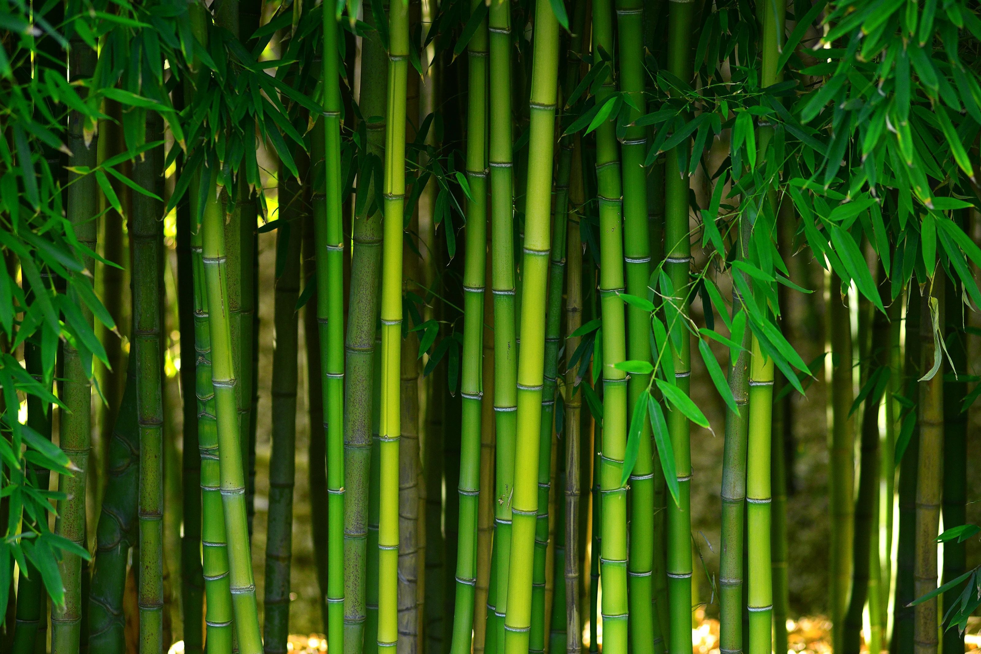 Bamboo from Floors Of Wilmington in the Wilmington, NC area